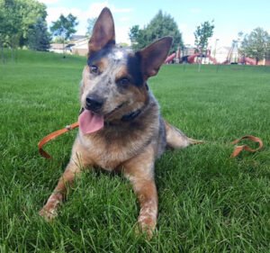 Off-Leash K9 Training – Colorado Springs