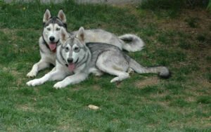 Better Manners Home Dog Training
