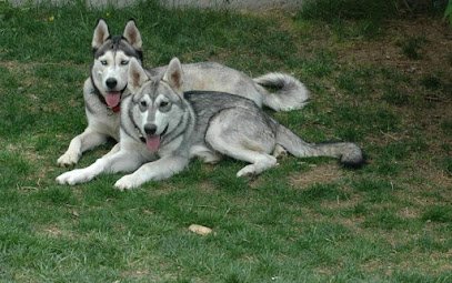 Better Manners Home Dog Training