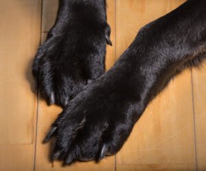 BlackPaw Dog Training
