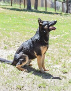 All Pro Dog Training