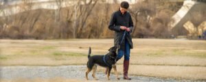 Calvert Dog Training