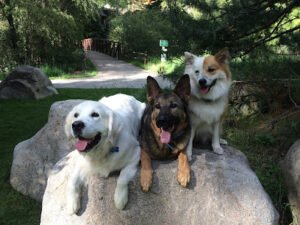 Endless Pawsibilities Dog Training & Services