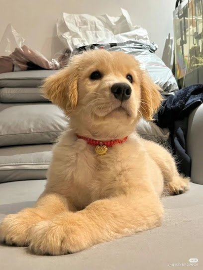 Golden Retriever