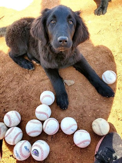 Errorless Service Dogs LLC