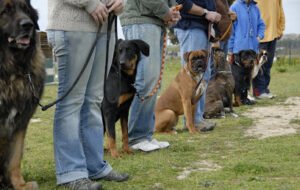 303K9 – Denver Dog Training