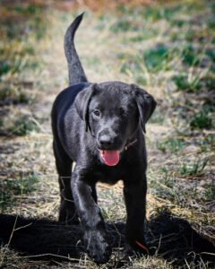 MOC K9 Training