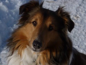 Love Your Dog LLC