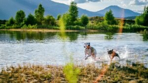 K9 Summit Academy