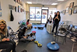 Doggy Geeks Dog Training