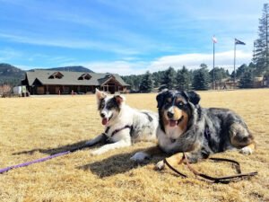 Friends for Life; Holistic Pet Training LLC