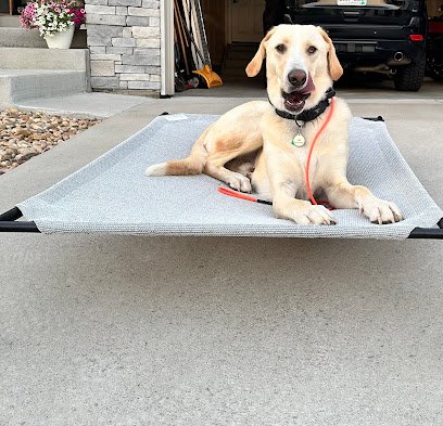 Misfits Dog Training
