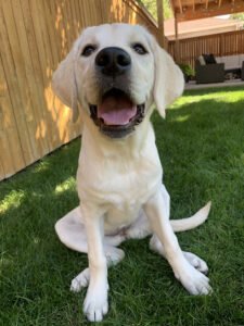 Pals Dog Training
