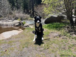 Cosmic Dog Training
