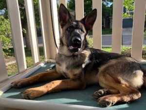 LoLa K9 Academy, LLC
