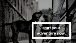 Adventure K9 LLC