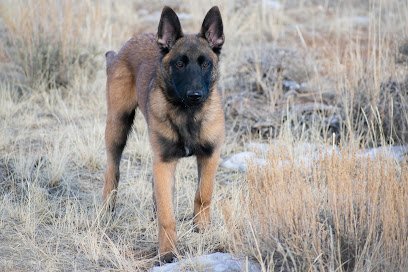 Cowboy K9 Training