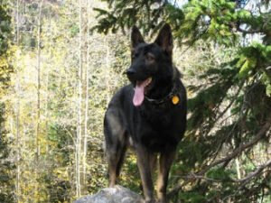 Alpha K-9 Obedience