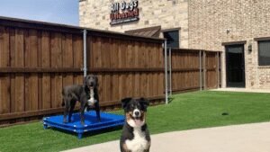 All Dogs Unleashed Dog Training Denver