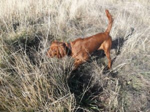 Team Gundogs