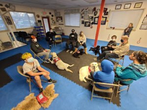 Domino Service Dogs