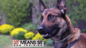 Sit Means Sit Dog Training – Littleton CO