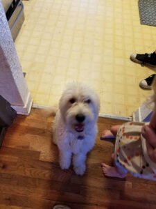 Bark Busters Boulder