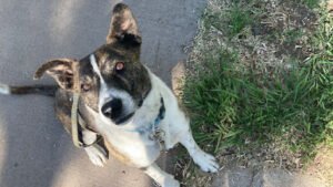 Canine Cognitive Care