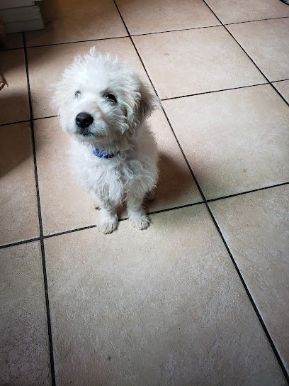 Pawsitive PAC Creations