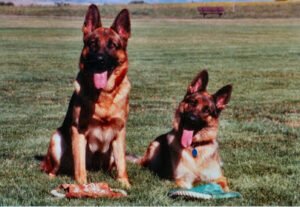 Two Bears Raw Dog Food and Dog Training