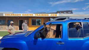 Colorado Canine Training