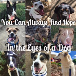 All Breed Rescue & Training