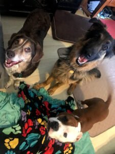 Spruce Mountain Paws LLC