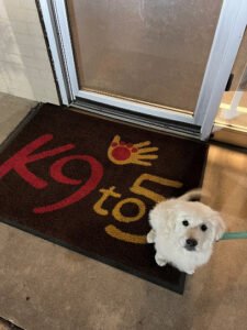 K9To5 Dog Training
