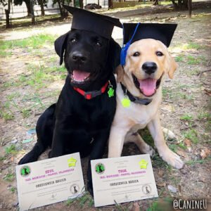 Canine University Denver