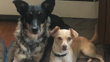 Colorado Dog Academy