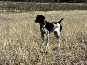 Start To Finish Gun Dog Training