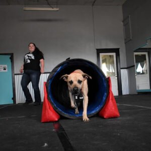 Pawsitive K9 Solutions – Colorado