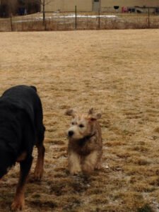 Scott Macdonald, CTC/ K-911 Dog Training, LLC