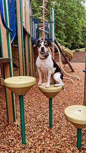 Bark and Soul Dog, LLC.