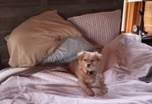 Partnering Paws
