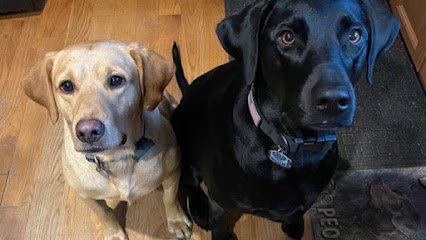 Pawfessional K-9 Training