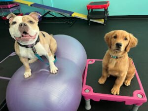 Where Sit Happens Dog Training and Enrichment