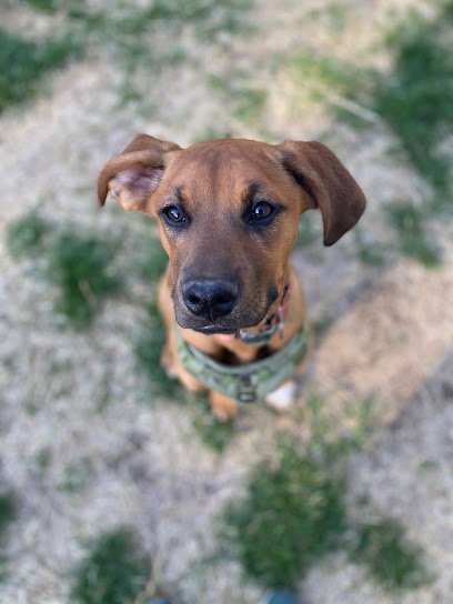 Blue Prints Dog Training