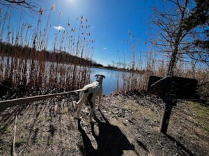 Lasata Dog Training