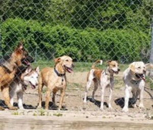 American K-9 Academy