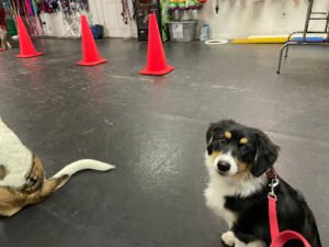 ABC Obedience Dog Training & Pet Supplies, LLC