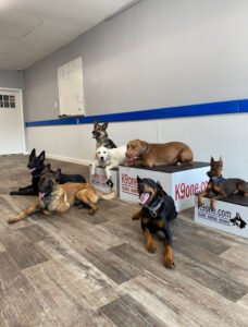 K9one LLC @ Stonehill Kennel