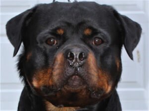 Big Dog K9, LLC of Connecticut
