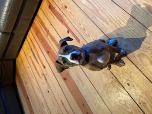 DaCruz K9s Off-Leashed
